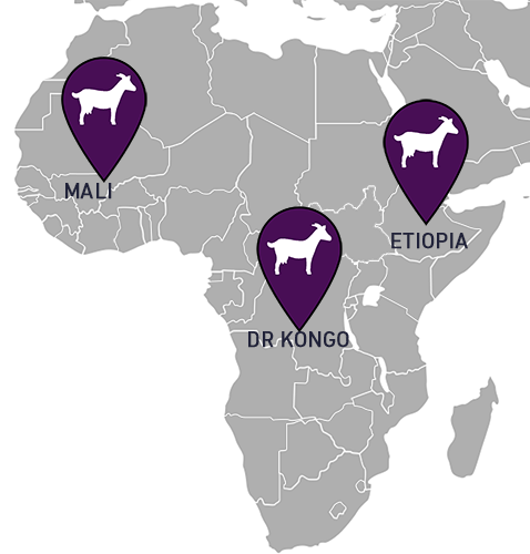 I 2017 deler vi ut geiter i Etiopia, DR Kongo og Mail.