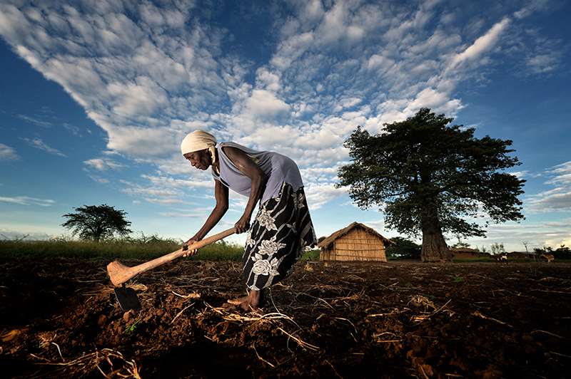 En bonde i Malawi. Foto:Paul Jeffrey
