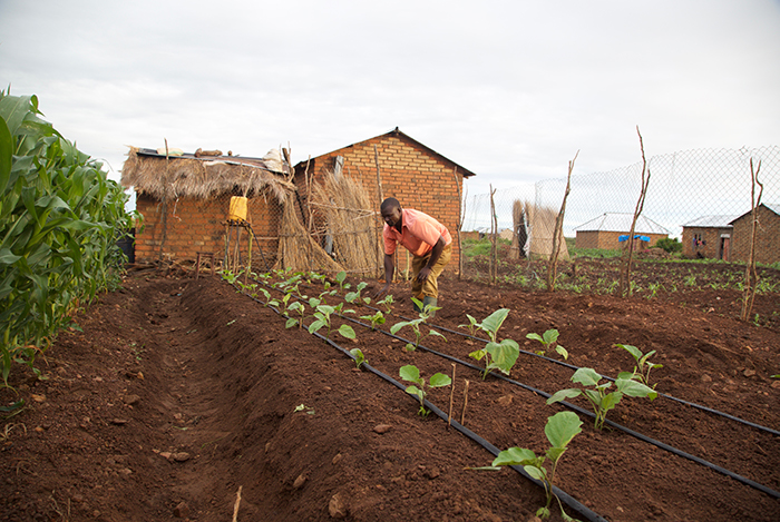 I Tanzania gir man fattige småbønder opplæring, oppfølging og bedre tilgang til markedet, men de må selv betale for gjødsel og såkorn. På den måten kan bistanden skaleres opp til å nå mange flere, og bøndene blir ikke avhengig av pengehjelp fra rike land. Foto: Alpha Kapola.