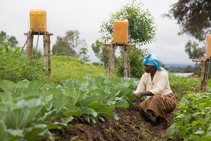 Sarah Wiseman Mwalewela er alenemor med seks barn. Det enkle, men effektive irrigasjonsanlegget vanner grønnsaksbedene automatisk. Alt bonden trenger å gjøre, er å fylle kannene med 10–20 liter vann morgen og kveld.