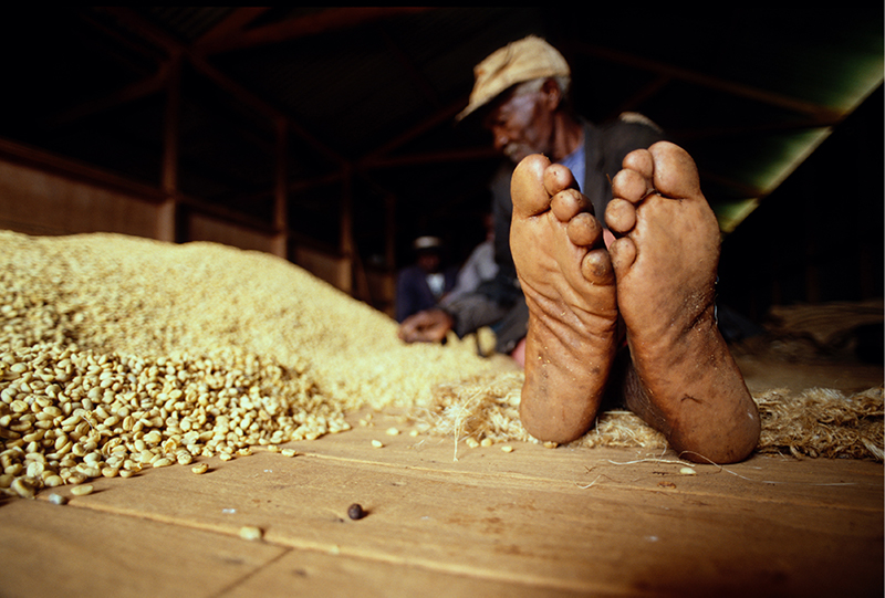 I Kenya jobbet kaffeprodusentene under uverdige forhold og fikk svært dårlig betalt for kaffebøndene sine helt til Kirkens Nødhjelp hjalp dem med å danne et kooperativ som presset opp prisene.  Foto: Olav Saltbones.