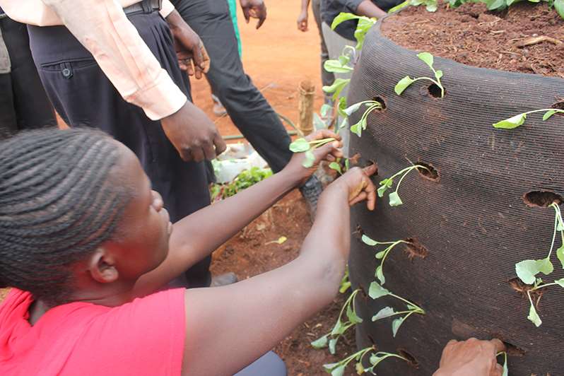 Ungdommer i Kenya Climate Youth Network lærer å plante i jordsekk Bagaden. Foto: Reuben Chepkonga / Kirkens Nødhjelp.
