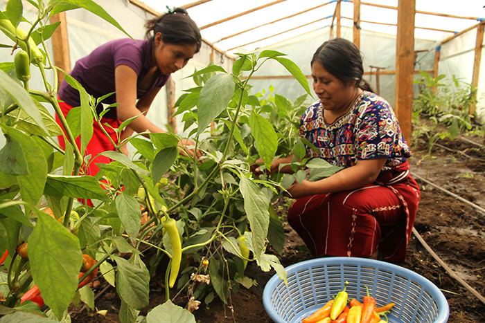 Bruk av drivhus i høylandet i Guatemala gir mer varierte avlinger.