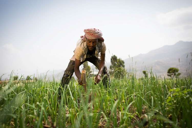 En mann som jobber med landbruk i Etiopia