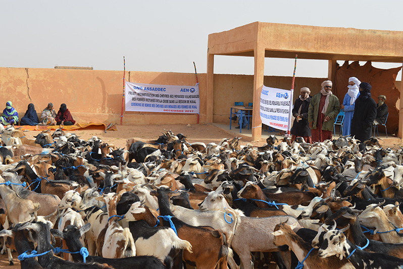 Delte ut geiter i Mali